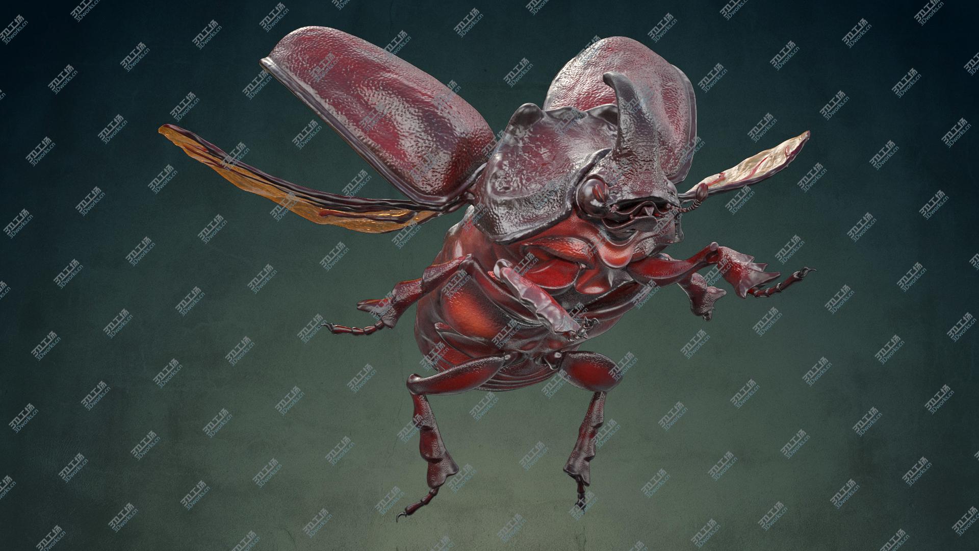 images/goods_img/202104093/Rhinoceros Beetle Oryctes Nasicornis Flying 3D model/1.jpg